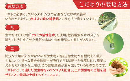 《先行予約》 濃厚！ウエタトマトのトマト 2kg 