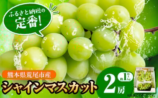【先行予約】 シャインマスカット  約 1kg (2房）フレッシュフーズ 《8月上旬-9月上旬頃出荷》熊本県産(荒尾市産) 柑橘 フルーツ フレッシュフーズ シャインマスカット 果物