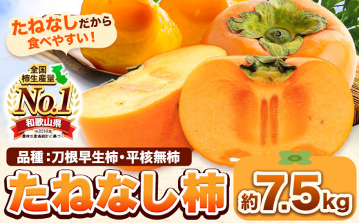 たねなし柿（刀根早生柿・平核無柿）約7.5kg《2026年9月中旬-11月上旬頃出荷(土日祝除く)》 和歌山県 岩出市 種なし柿 柿 果物 フルーツ 2L〜Mサイズ カキ