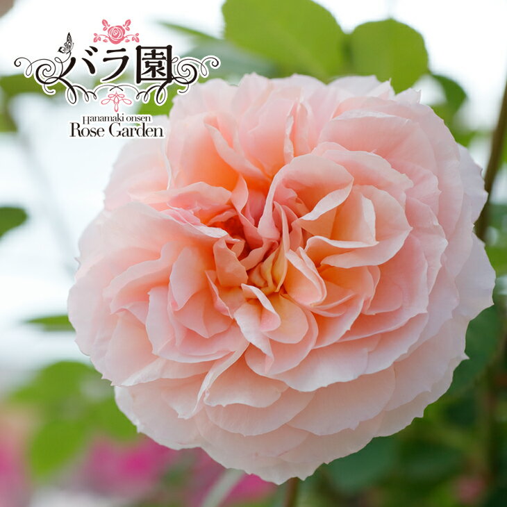 【ふるさと納税】【先行予約】花巻温泉バラ園 オリジナル品種「ミラクルローズ90」新苗 ＜2025年6月より随時発送＞ 薔薇