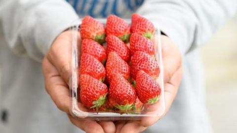 【2024年1月上旬発送開始】 茨城県品種 いばらキッス  ( 4パック × 1箱  ) （茨城県共通返礼品／常陸太田市） フルーツ 苺 イチゴ いちご 新鮮 朝採れ[DY001sa]