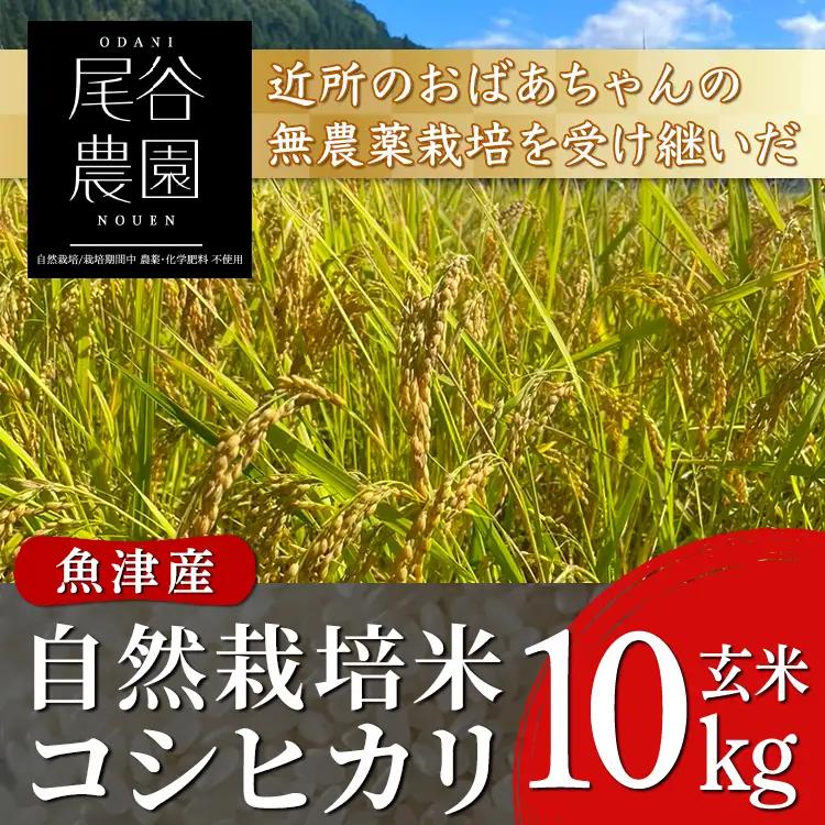 【早期予約】【12ヶ月定期便】【令和8年度産米】尾谷農園 自然栽培米コシヒカリ 玄米10kg ※2026年10月～発送