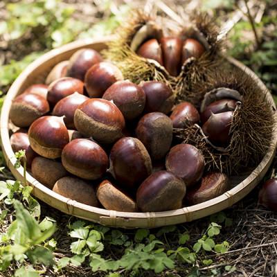 ふるさと納税 かすみがうら市 2026年産!大粒生栗 先行予約受付中 かすみがうら市産　生栗　3Lサイズ 2kg |  | 02