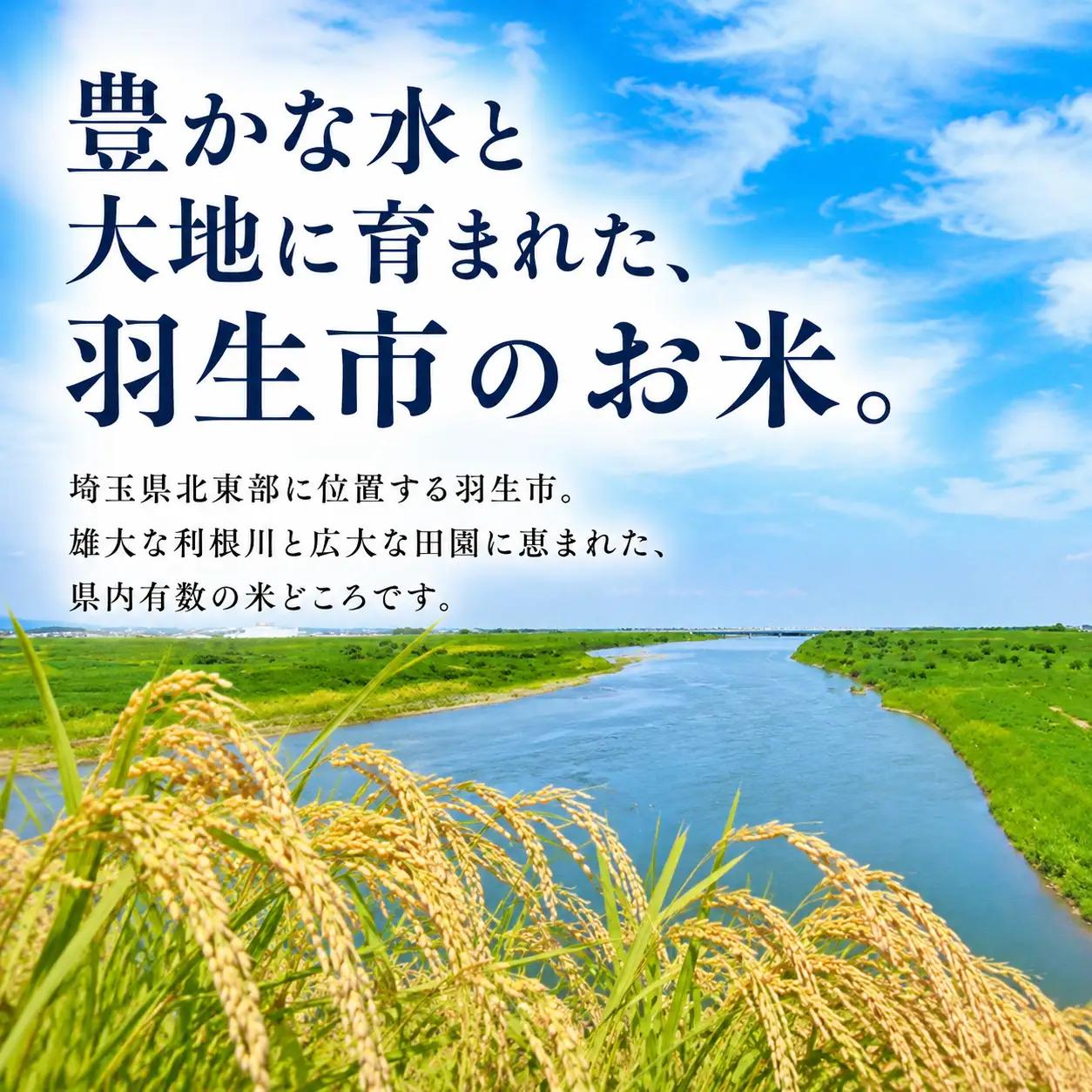 【3回定期便】 精米 彩のきずな 10kg 精米 