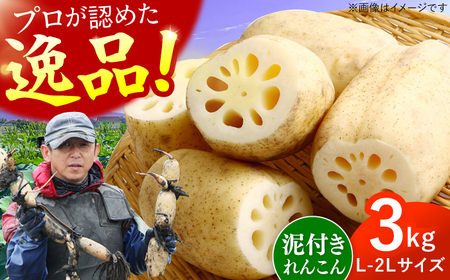 【2026年8月上旬発送】田島屋れんこん 3kg（泥付き）/ れんこん / 佐賀県 [41ASDA001]