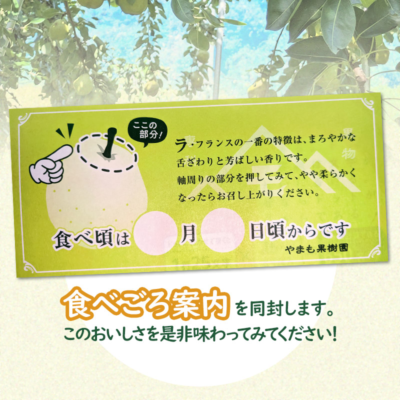 【令和7年産先行予約】洋梨　ラ・フランス　約3kg（10～12玉） やまも果樹園