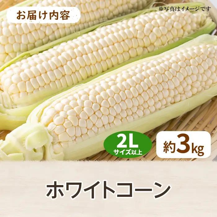 ＜先行予約！2027年6月上旬以降順次発送予定＞ホワイトコーン(約3kg/太物 2Lサイズ以上) 香川県 国産 とうもろこし トウモロコシ 新鮮 冷蔵便 【man110-B】【Aglio nero】