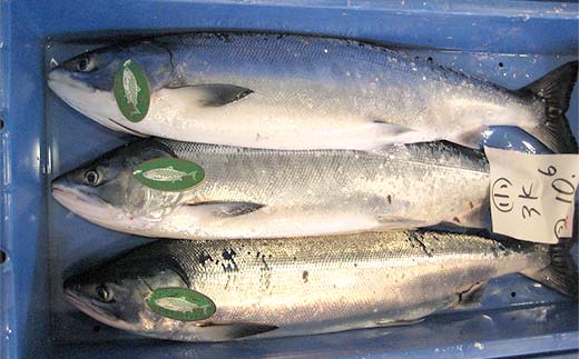 【期間限定！寄附額改定↓！】トキシラズ 約4kg 鮭 サケ 魚 トキシラズ 生鮮 北海道 釧路市 F5F-0111