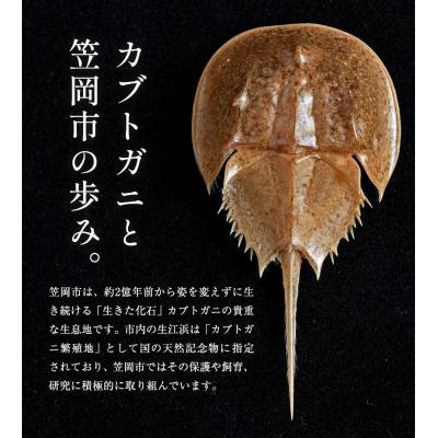 ふるさと納税 笠岡市 革製カブトガニ ブローチ【タックピン:レッド】J-12_r |  | 01