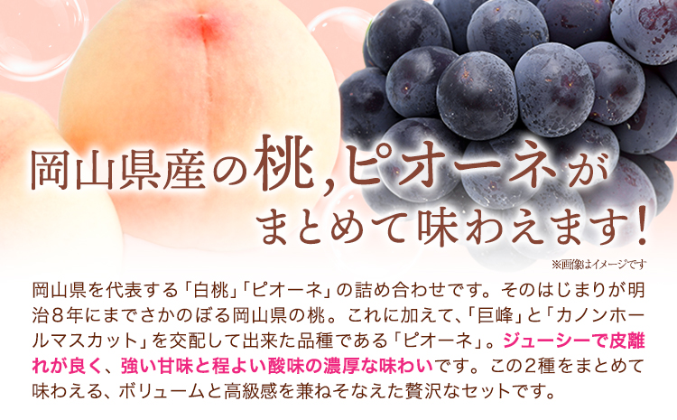 桃・ピオーネ詰め合わせ 約1kg クール便 冷蔵便 桃 もも 葡萄 ブドウ ぶどう ピオーネ フルーツ セット 先行予約 晴れの国おかやま館 《2024年8月下旬~9月中旬頃に発送予定(土日祝除く)》
