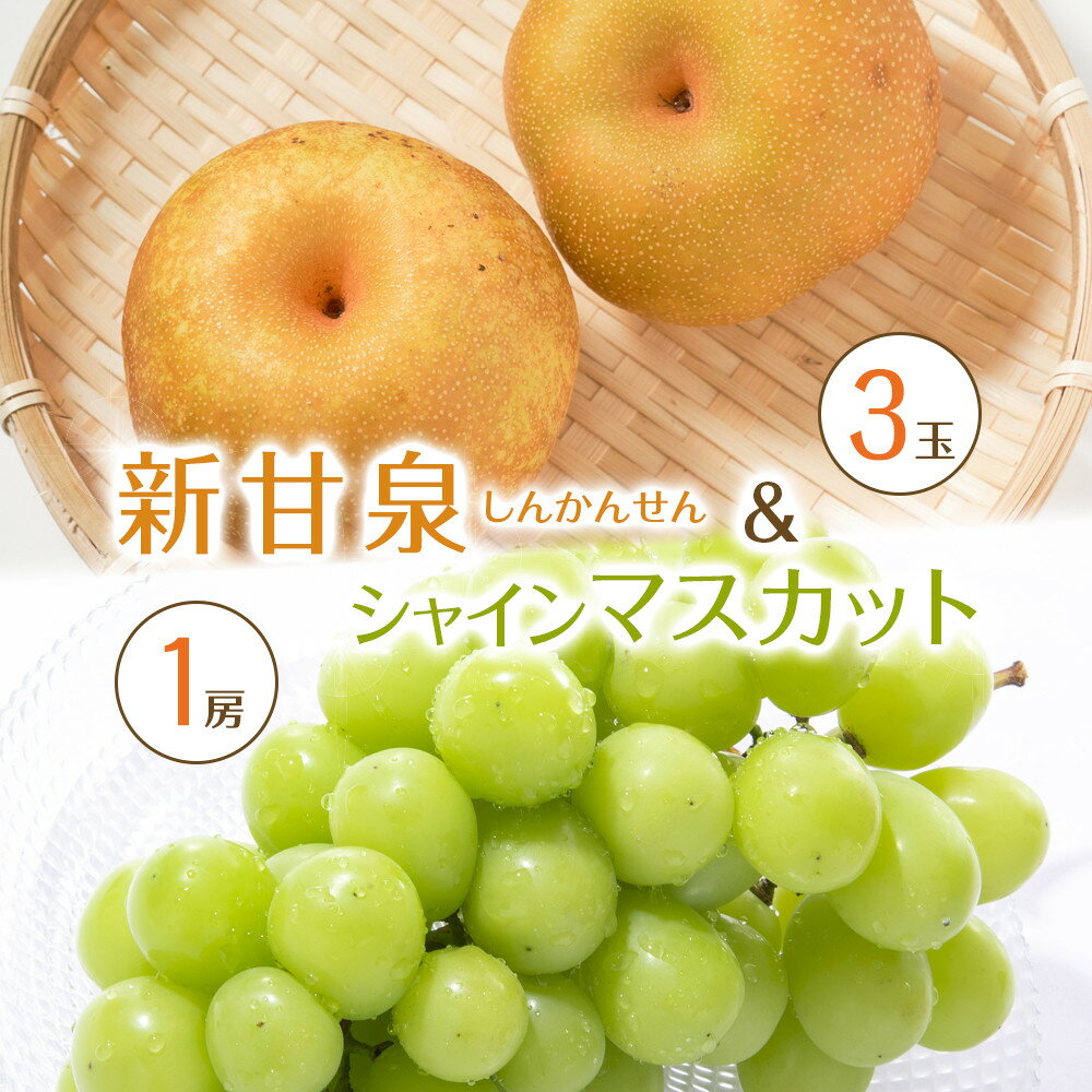 【ふるさと納税】537.【先行予約】新甘泉3玉とシャインマスカット1房｜梨 なし 新甘泉 しんかんせん 産地直送 ぶどう シャインマスカット セット 鳥取県※8月下旬～9月中旬頃に順次発送予定