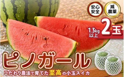 【先行予約】 安心安全！減農薬！こだわり農法で育てた至高のピノガール (小玉スイカ) 2玉 (1玉あたり：1.3kg以上) 【2026年7月中旬以降順次発送予定】 【スイカ 西瓜 すいか デザート 果物 くだもの 夏 甘い ジューシー 旬の果物 産地直送 国産】 [A-21207]