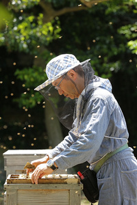 はちみつ　くろがねもち蜂蜜　1200g（採れたそのまんま純粋国産はちみつ）