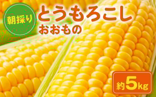 とうきび とうもろこし おおもの 約5kg 国産 銚子産 朝採れ 朝採り 先行予約 産地直送 野菜 夏野菜 新鮮 冷蔵 甘い ジューシー 生 大容量 焼きとうもろこし 天ぷら スープ コーン BBQ キャンプ お取り寄せ おやつ デザート 旬 スイートコーン toumorokosi なんばん なんば 送料無料 ふるさと納税 千葉県 銚子市 サンズファーム 【7月中旬～8月中旬頃発送予定】