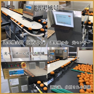 極撰柑橘【雅】光センサー合格品・柑橘の大トロ「 せとか 」約2キロ　【C39−47】【配送不可地域：離島】【1380610】