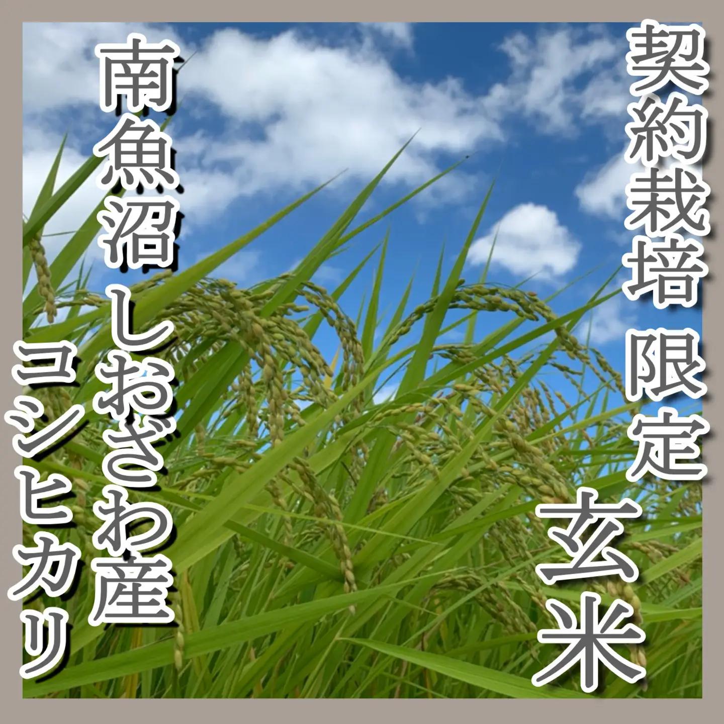 【令和7年】●玄米● 【定期便4Kg×6ヶ月】生産者限定 南魚沼しおざわ産コシヒカリ｜こしひかり