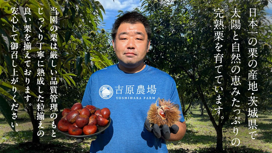 栗の深雫 (くりのしずく) 1箱 完熟 栗 くり クリ 栗きんとん 和菓子 おかし お菓子 贈り物 贈答 ギフト 秋 冬 [FC010sa]