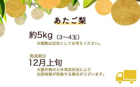 あたご梨 【倉吉産】 ５ｋｇ（倉吉市果実農業共同組合） 梨 あたご梨 なし 鳥取 5kg 果物 フルーツ 和梨 先行予約 数量限定 詰め合わせ 甘い ジューシー 大玉 やわらかい 人気