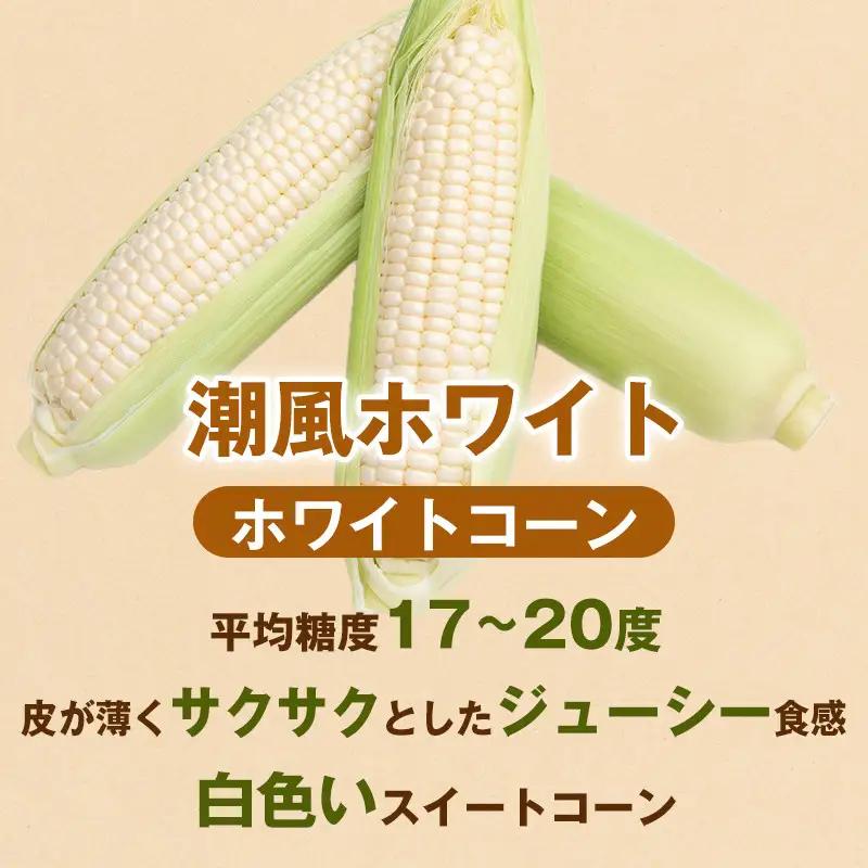 ［2027年発送 先行予約 夏の味覚］［定期便・全3回］潮風ホワイト 2Lサイズ 5～8本 1セット とうもろこし トウモロコシ 白 コーン とうもろこし BBQ 焼き肉 白浜町