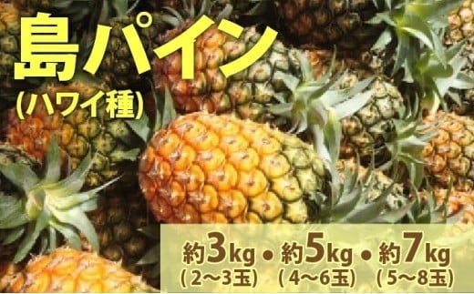 
                  【内容量が選べる】2026年 先行予約 島パイン (ハワイ種) 約3〜7kg (2～8玉)ますみ農園 ”蜜たっぷり” パイン パイナップル 果物 フルーツ
                