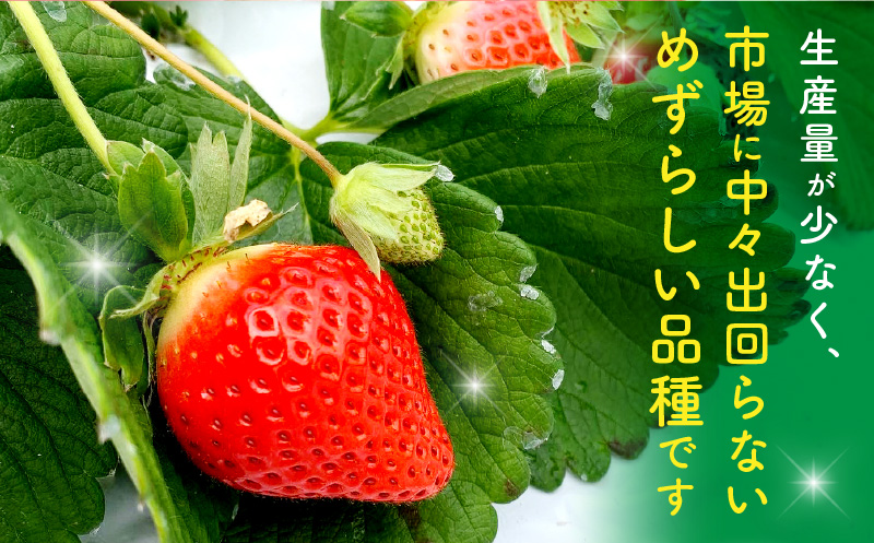 【数量・期間限定】宮崎県産いちご「おおきみ」1パック(計360g以上：12粒～15粒)_M260-001