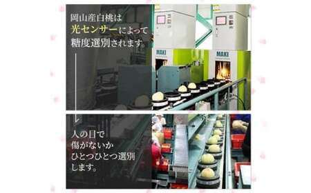 岡山白桃 ロイヤル 5～7玉入り（合計約1.5kg）【2026年7月上旬～8月下旬 発送予定】【もも 桃 白桃 果物 フルーツ 国産 人気 おすすめ 岡山県 倉敷市】