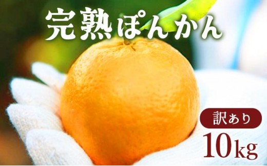 【先行予約】 訳アリ完熟ぽんかん10kg 国産 東洋町産 訳あり 甘酸っぱい 甘い 蜜柑 ミカン ジューシー 高知県 東洋町 四国 お取り寄せ フルーツ 果物 送料無料 産地直送