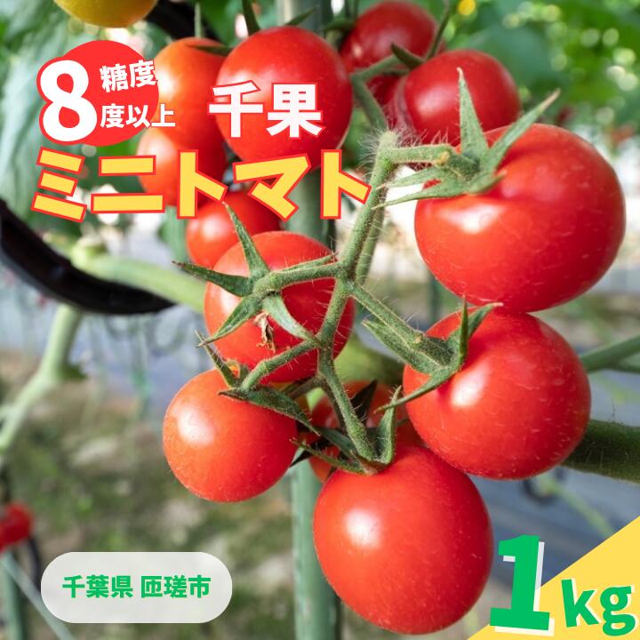 【ふるさと納税】ミニトマト （ 千果 ) 1kg ／ ミニトマト トマト フルーツトマト 千果 野菜