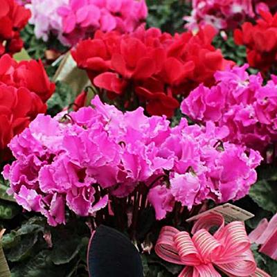 ふるさと納税 藤枝市 高級感溢れるボリュームたっぷりのシクラメン鉢植え 赤系6号鉢入 |  | 01