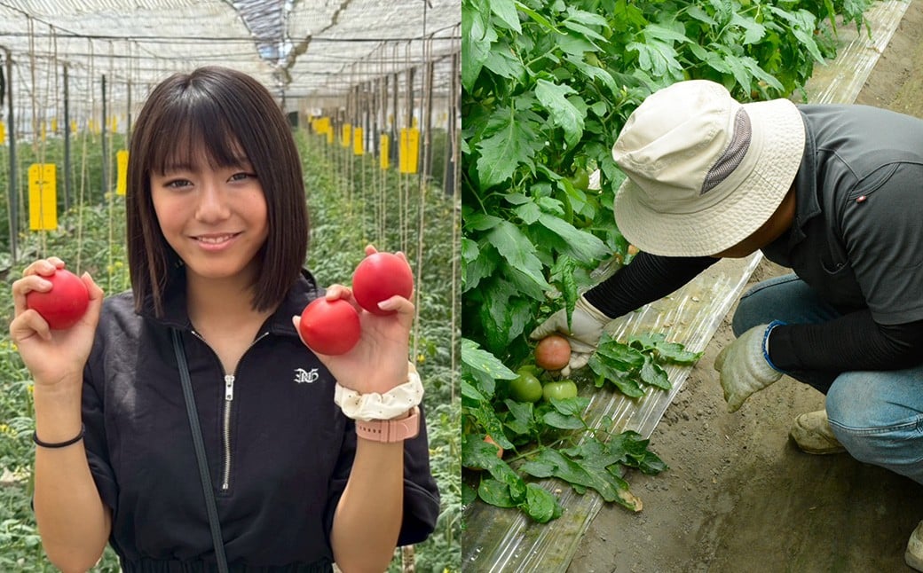 桃太郎トマト M玉 2kg