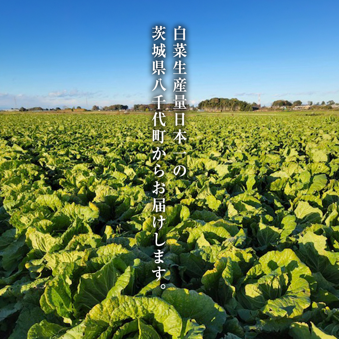 【2025年11月上旬より発送開始】 茨城県 八千代町産 白菜 はくさい 1箱 （ 4玉 ） 10kg 以上 生産量 日本一 農家直送 期間限定 ハクサイ 鍋 冬野菜 野菜 やさい 旬 ふるさと納税 