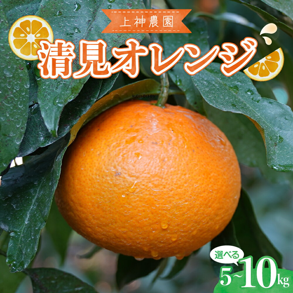 【ふるさと納税】 先行予約 上神農園 の 清見オレンジ 約 5kg / 約 10kg【2026年3月上旬～発送】ミカン 蜜柑 フルーツ 果物 柑橘 ビタミンC お取り寄せ 産地直送 国産 国内産 オレンジ 果汁 たっぷり ジューシー 甘い 爽やか 温州みかん 瀬戸内海 清見 先行受付 広島県 呉市
