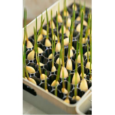 【9月中旬から4月中旬の発送】まるごと!スプラウトにんにく(80g×2パック)栄養満点スーパーフード【配送不可地域：離島】【1735502】