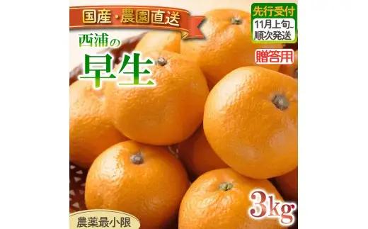 早生 みかん 3kg 【贈答用】 みかん 静岡 沼津