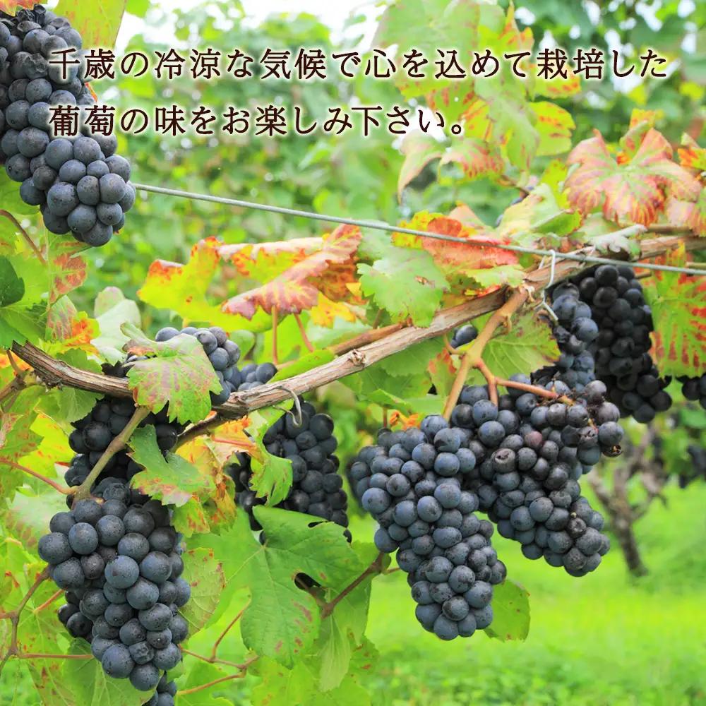 千歳ワイン2022（Chitose Wine）750ml 1本※ギフトボックス無し