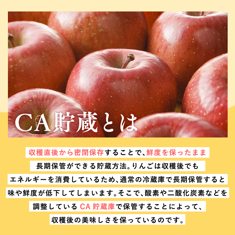 4月 CA貯蔵サンふじ 約3kg【森山商店・青森県産・青森りんご・4月】