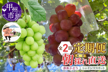 【定期便】厳選！朝採れ直送フルーツ2回定期便「シャインマスカット・赤系ぶどう」【2026年発送】（KKH）C1-490 シャインマスカット 赤系ぶどう フルーツ 