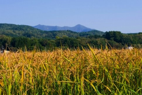 【令和8年産】北海道産特別栽培米 アポイ米（ななつぼし）25kg（5kg×5袋）【10月下旬以降発送】