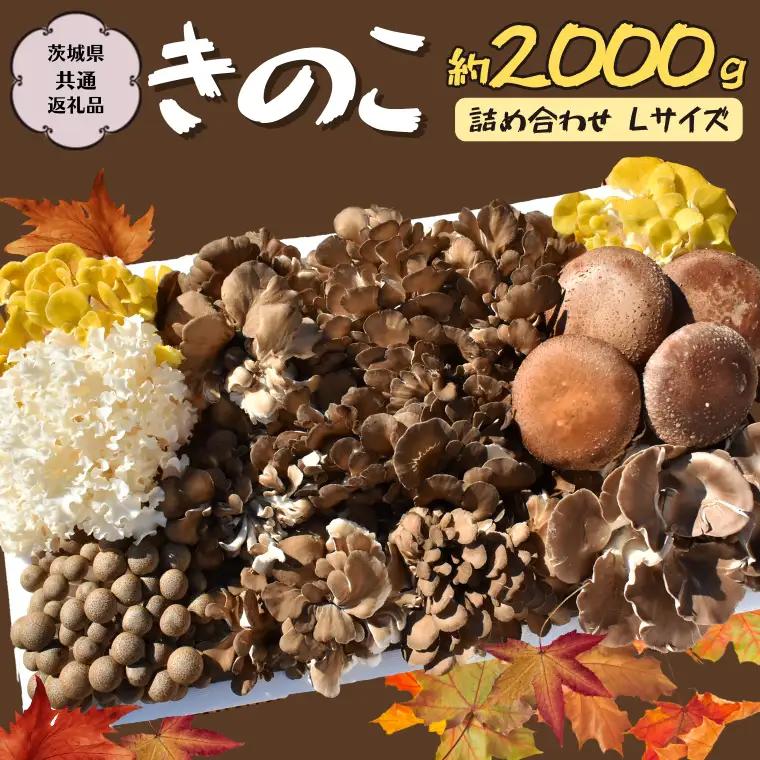 きのこ の 詰め合わせ Lサイズ 約2000g【茨城県共通返礼品 城里町】  [CX003sa]