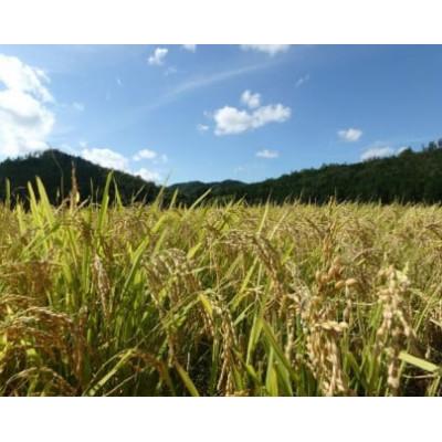 ふるさと納税 亀岡市 【毎月定期便】京都・神前米 キヌヒカリ 10kg×全3回 |  | 02