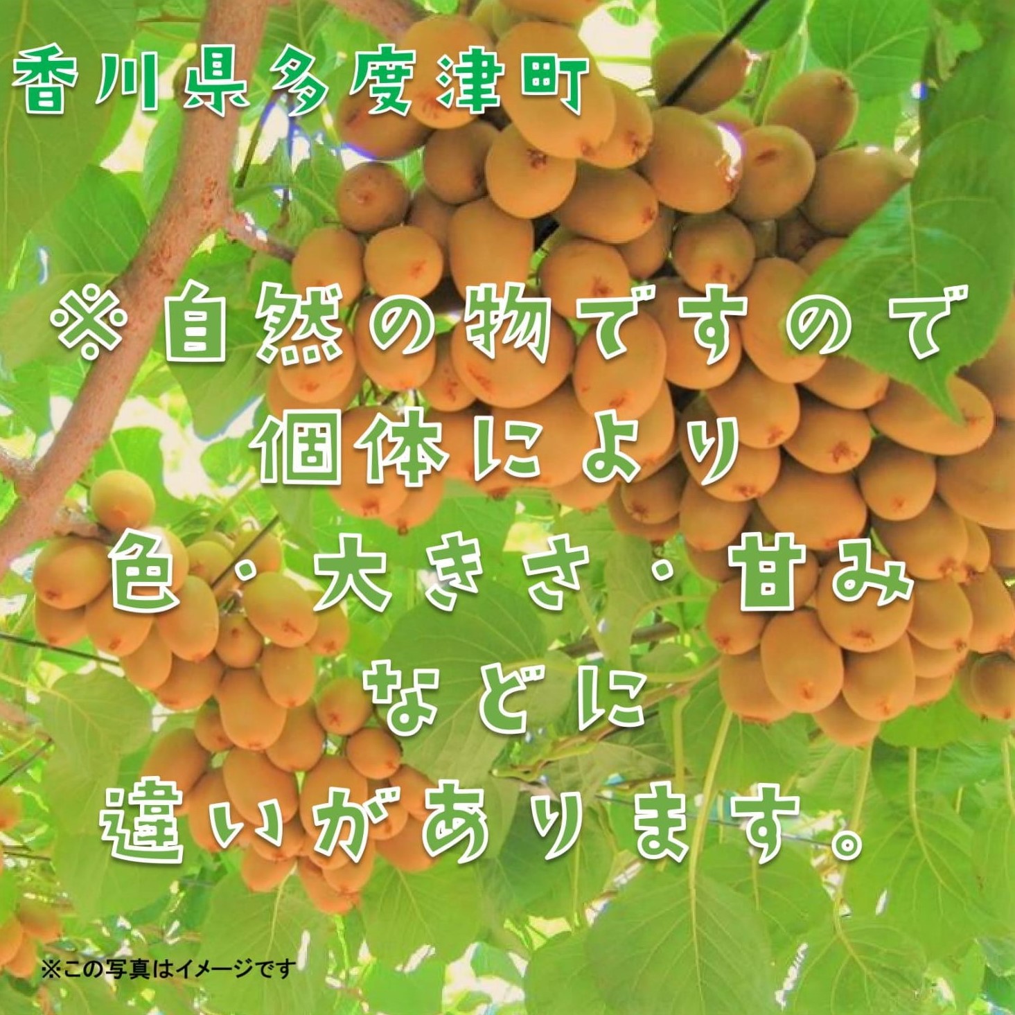 香川県オリジナルキウイフルーツ「さぬきキウイっこ約1.3kg【予約受付中！令和7年11月上旬頃から発送】【A-46】