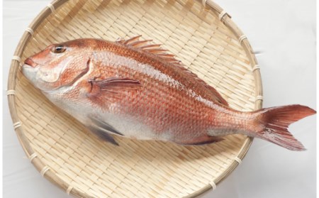 鯛 約2kg 2匹分 魚 鮮魚 ブランド 乙女鯛 半身 刺身 頭 骨 付き 新鮮 鯛めし 高知県 須崎市  鯛 鯛飯 鯛 カルパッチョ たい 酢ミカン 鯛 炙り タイ 昆布締め 鯛 塩焼き 鯛 塩釜焼