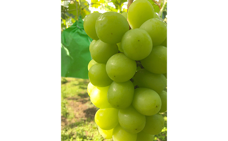 2025年先行予約 旬のぶどう おまかせ3色セット（ナガノパープルまたはシャインマスカット含む3色 3～4房約1.5kg以上）