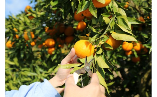 【先行予約】訳あり はれひめ 約5kg (40-50個程度) 【2027年1月上旬頃から順次発送】 | 訳あり 不揃い 柑橘 果物 フルーツ はれひめ 晴姫 晴れ姫 くだもの わけあり ワケアリ みか