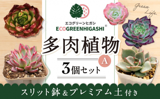 オリジナル鉢付き！かわいい売れ筋多肉植物お届けセットA / 観葉植物 多肉 多肉植物 インテリア / エコグリーンヒガシ / 大村市 [ACAL004]