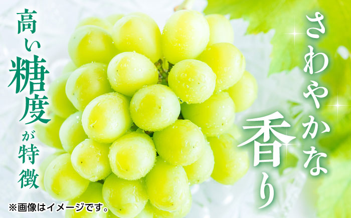 【先行予約】【数量限定】シャインマスカット 約2kg 3～5房 ぶどう 種なし【合同会社 福福堂】 [ZCN008]