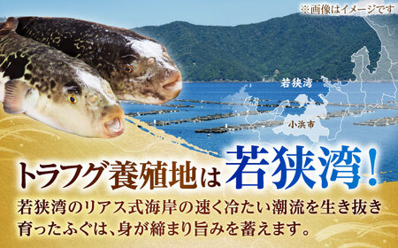 【先行予約/10月19日より順次配送】【着日指定・のし対応可】若狭ふぐ ふぐ刺しセット 4人前 ふぐ 小浜市 / 阿納ふぐ組合[BFAC007]
