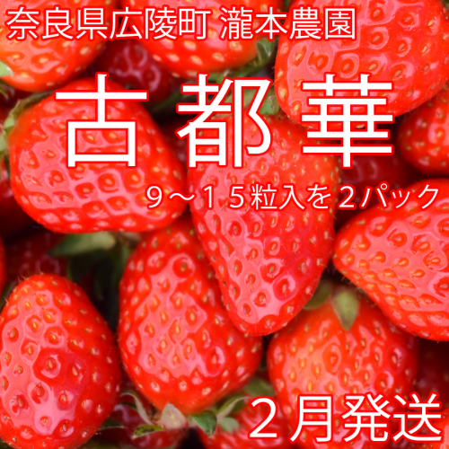 【数量限定】【先行受付】瀧本農園の古都華（2025年2月発送）//苺 いちご イチゴ フルーツ 旬の味覚