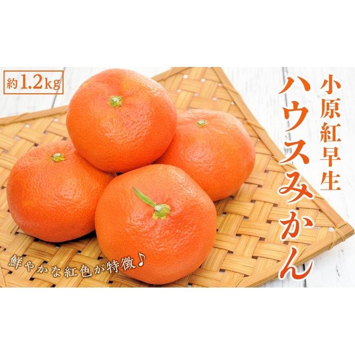 【ふるさと納税】小原紅早生 ハウスみかん 約1.2kg ( 10～18玉 )｜みかん | フルーツ 果物 くだもの 食品 人気 おすすめ 送料無料