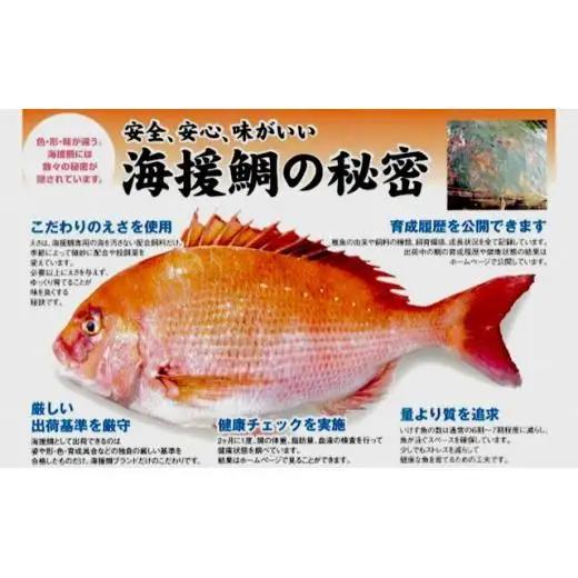 【 鯛 】 鯛 刺身 片身